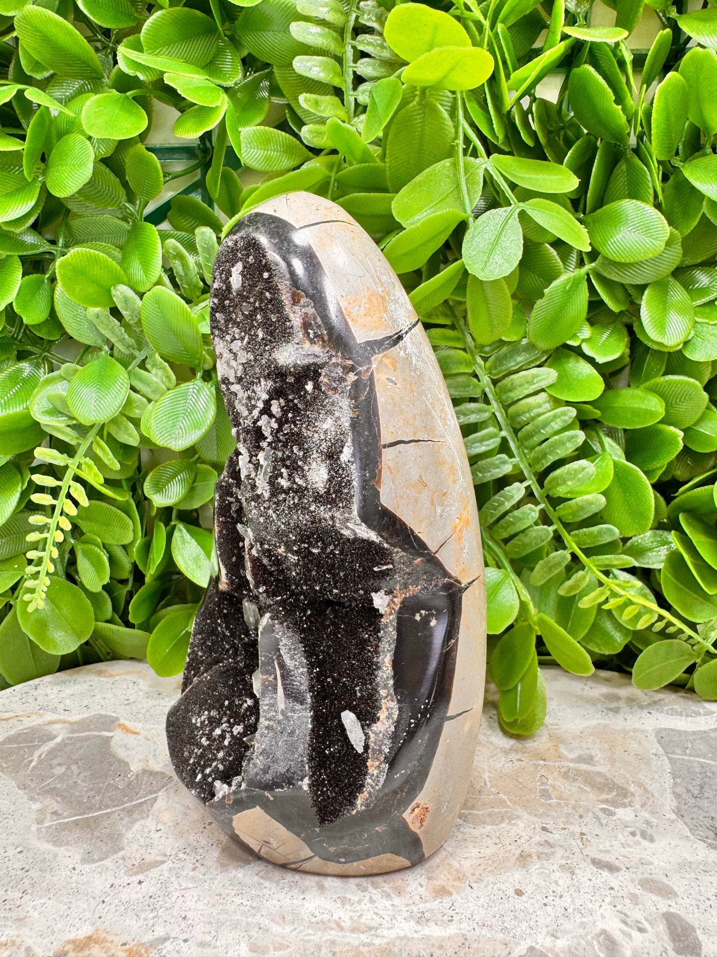 Septarian Freeform 1108g