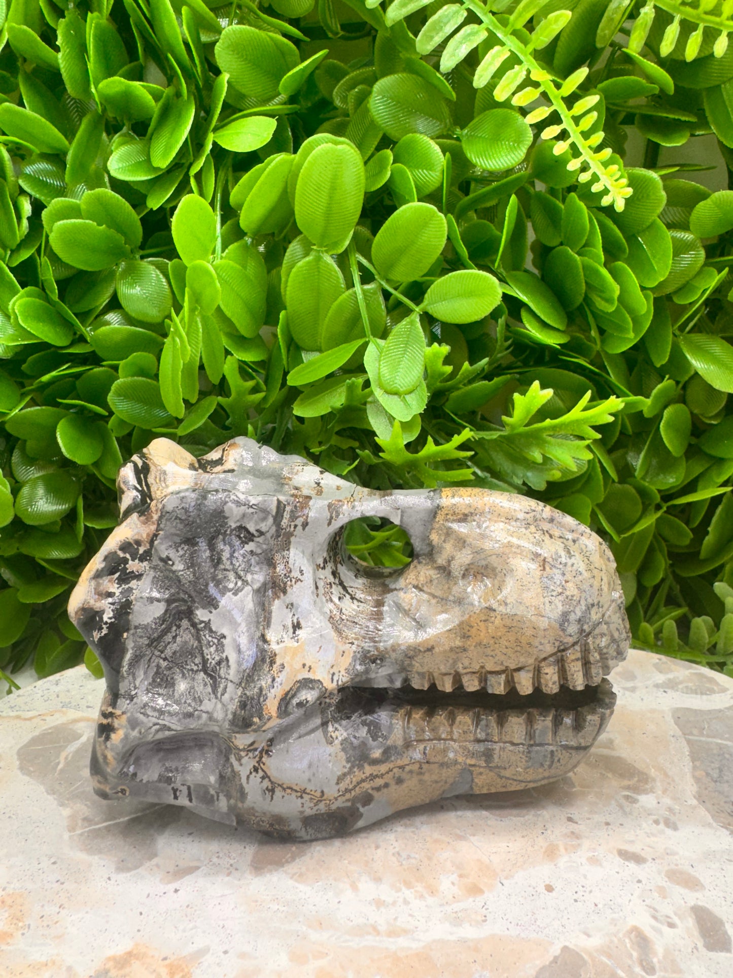 Picture Jasper Dinosaur Skull 724g