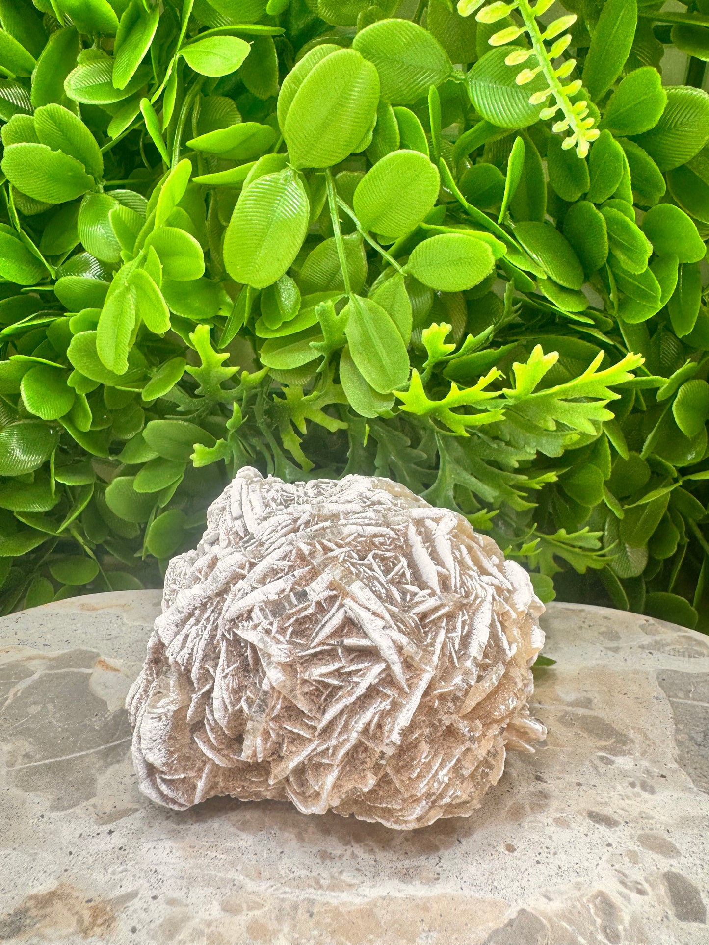 Desert Rose Selenite Cluster 504g