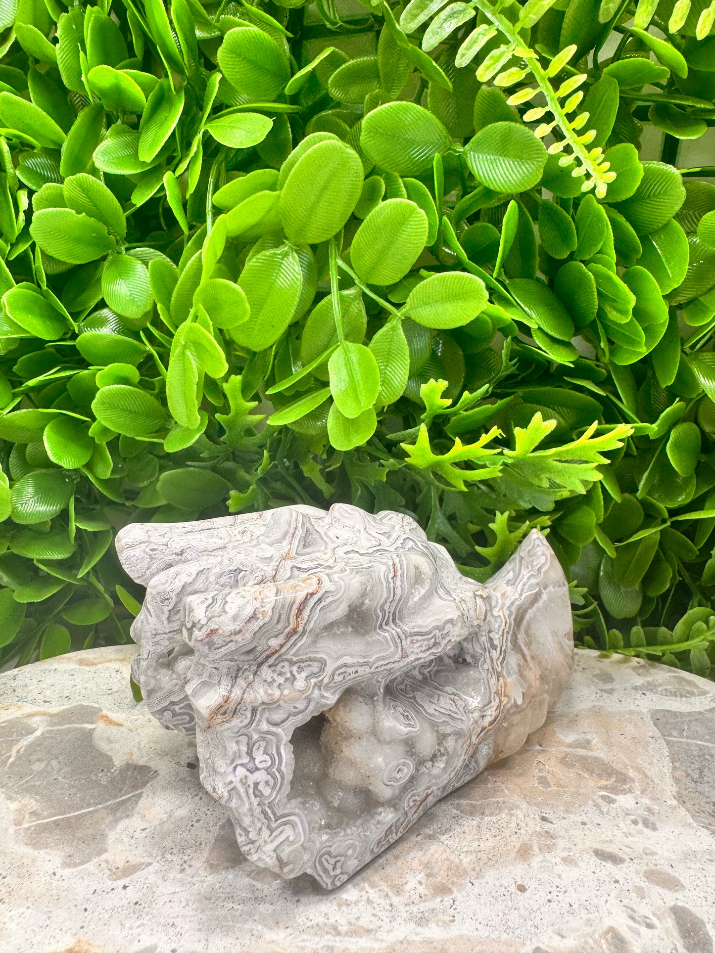 Mexican Agate Druzy Dragon Skull 594g