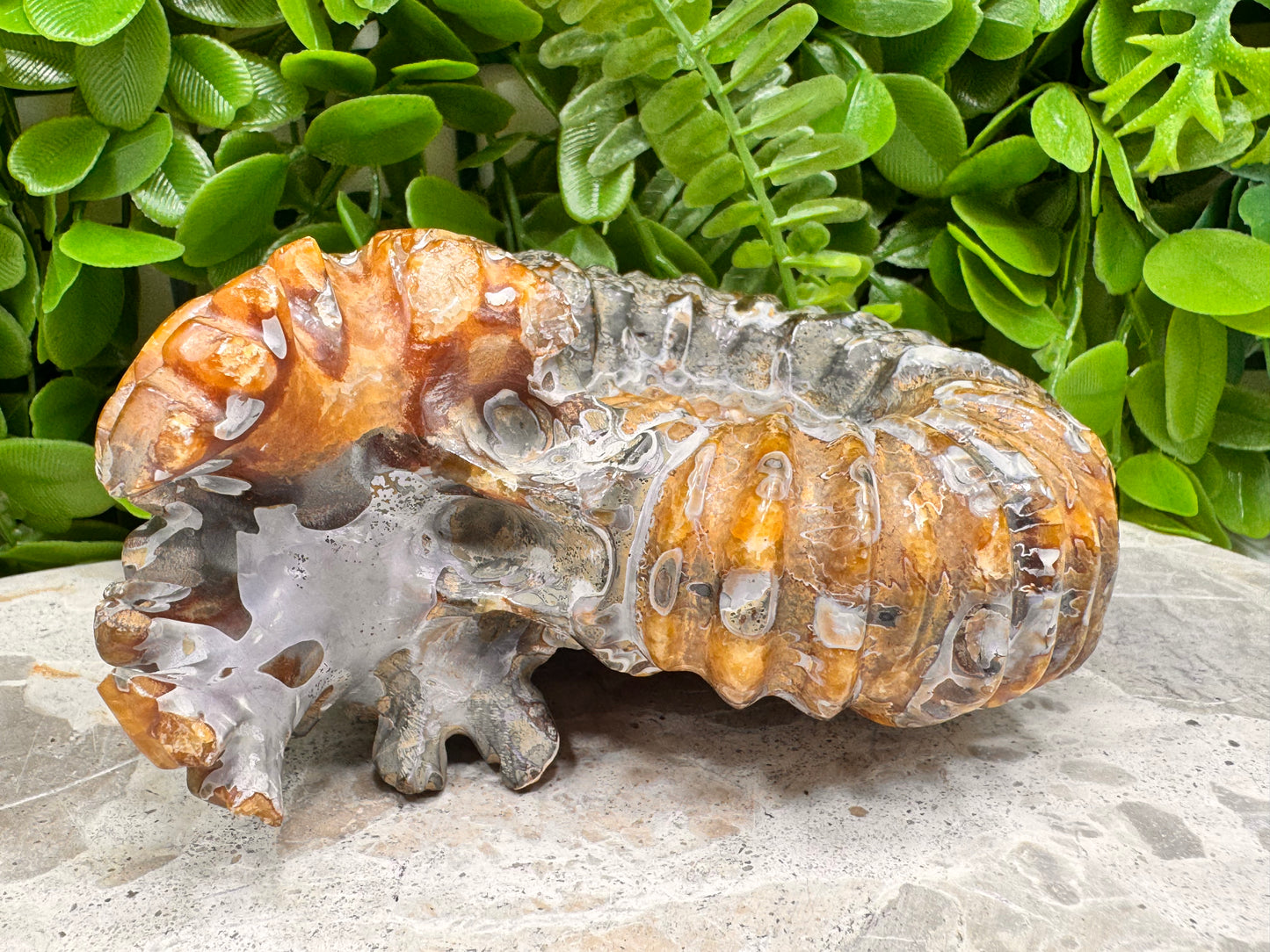 Ammonite Fossil 886g