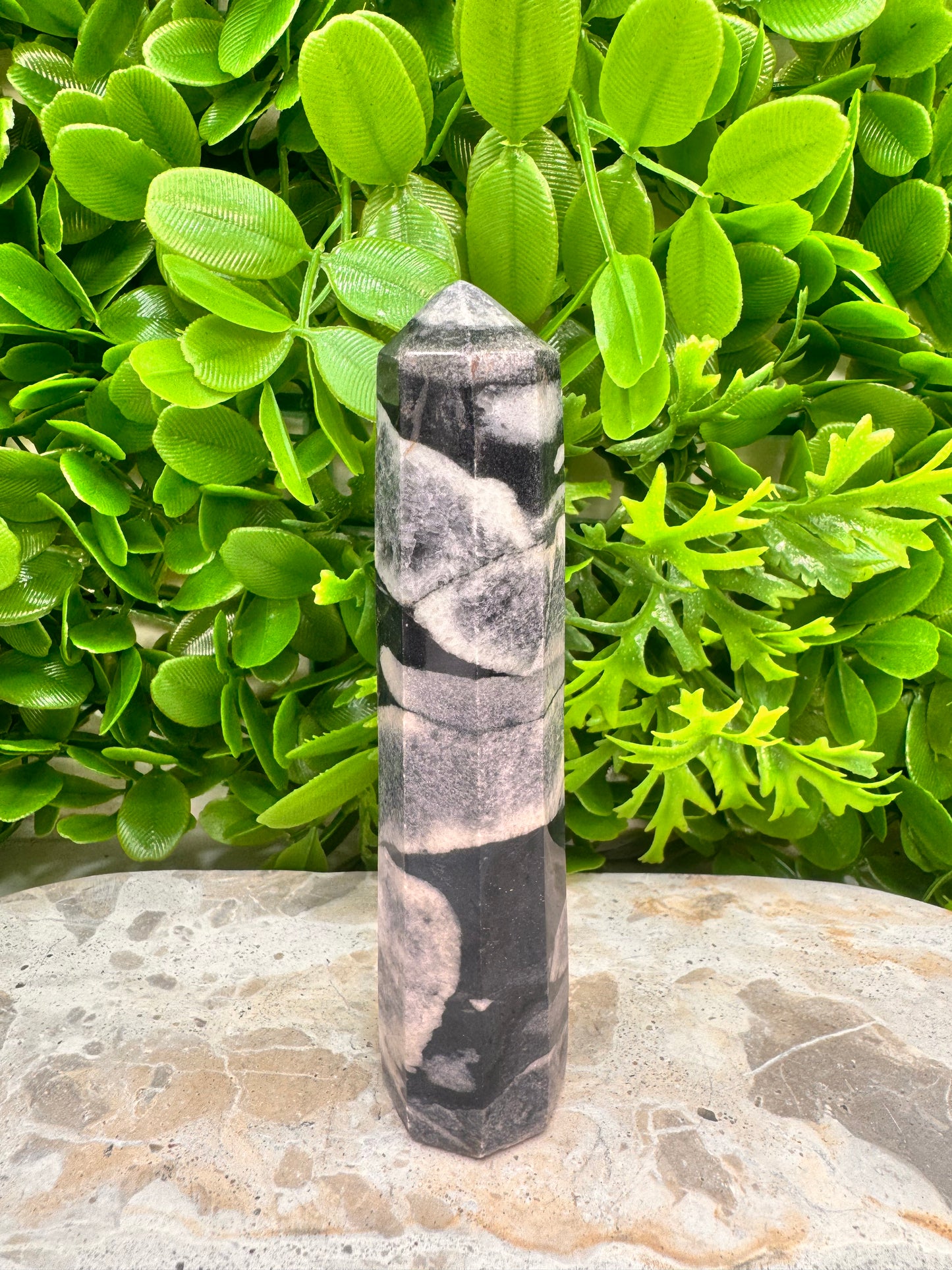 Shell Jasper Tower 186g