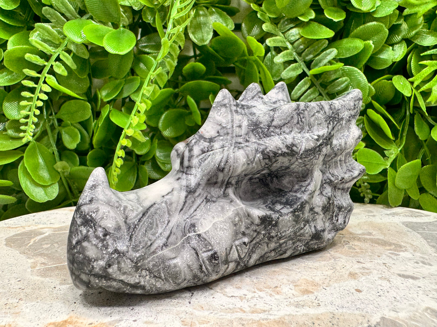 Fossil Dragons Skull 512g