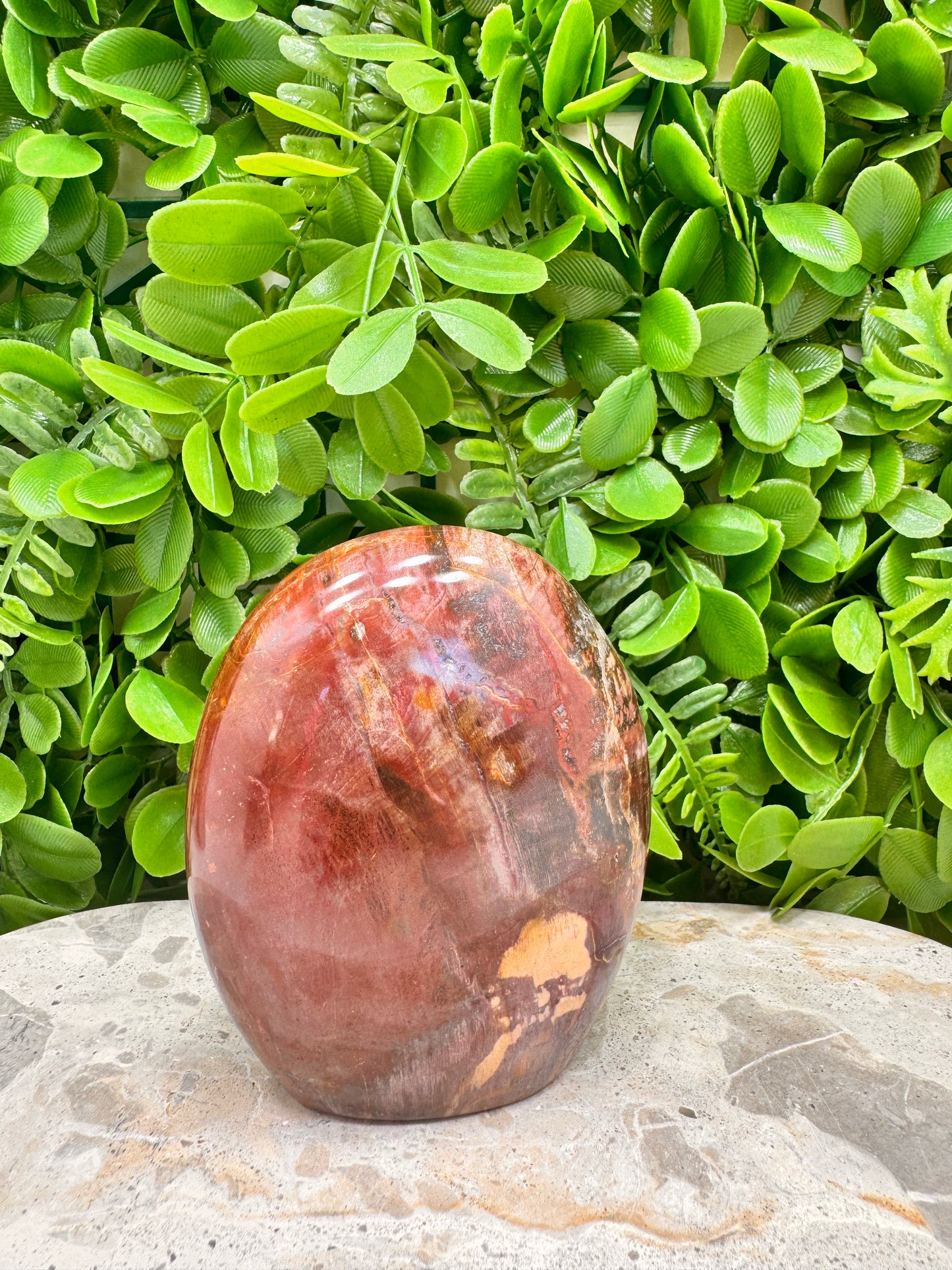 Petrified Wood Freeform 566g
