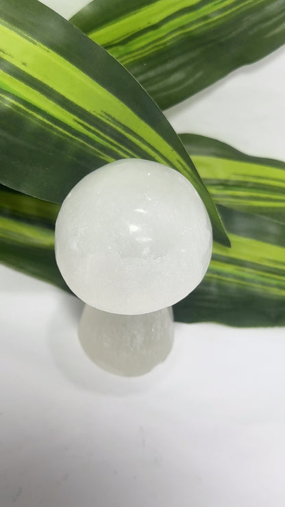 Selenite Mushrooms app 260g
