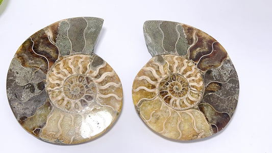 Ammonite Fossil 202g