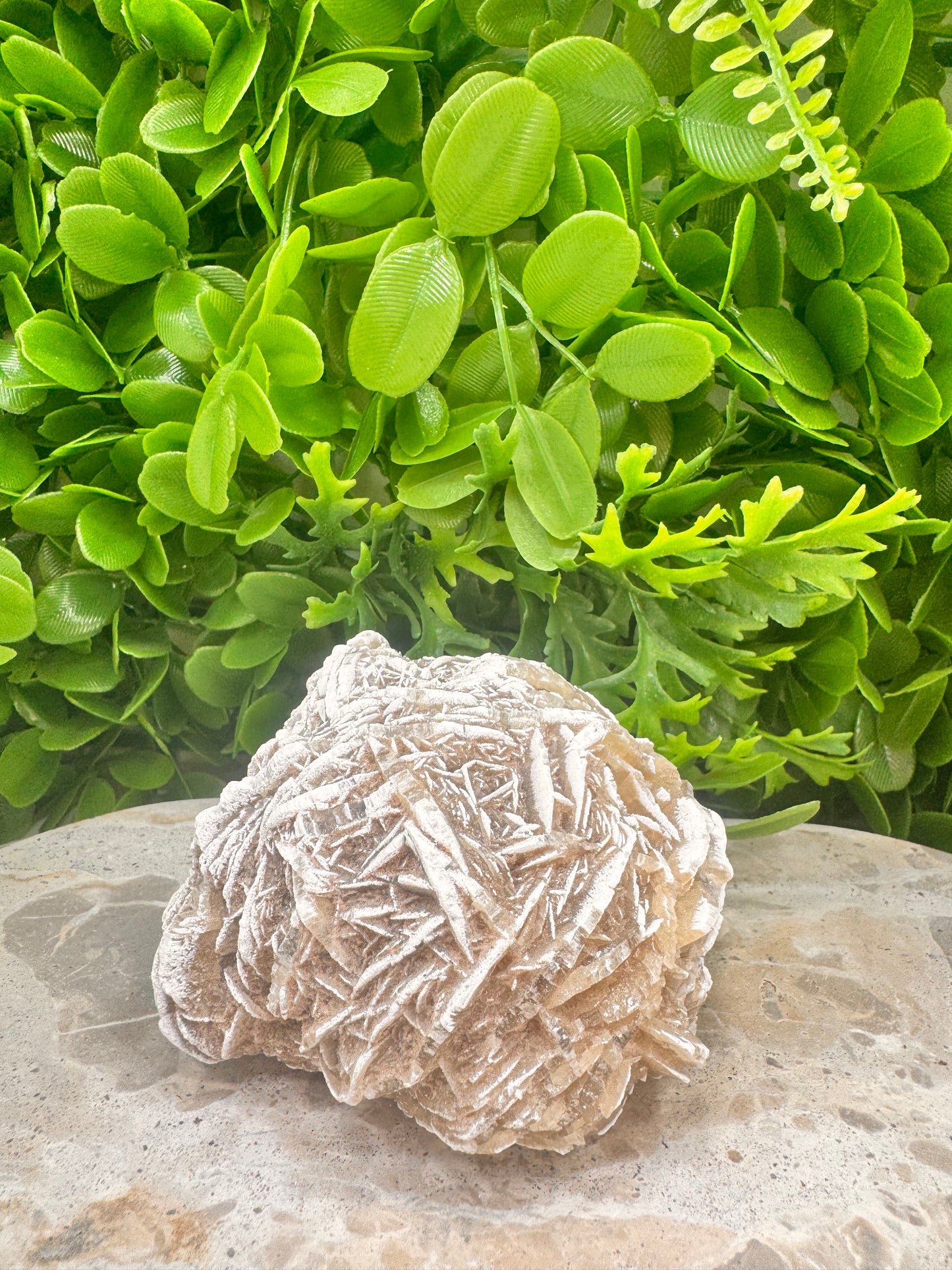 Desert Rose Selenite Cluster 504g