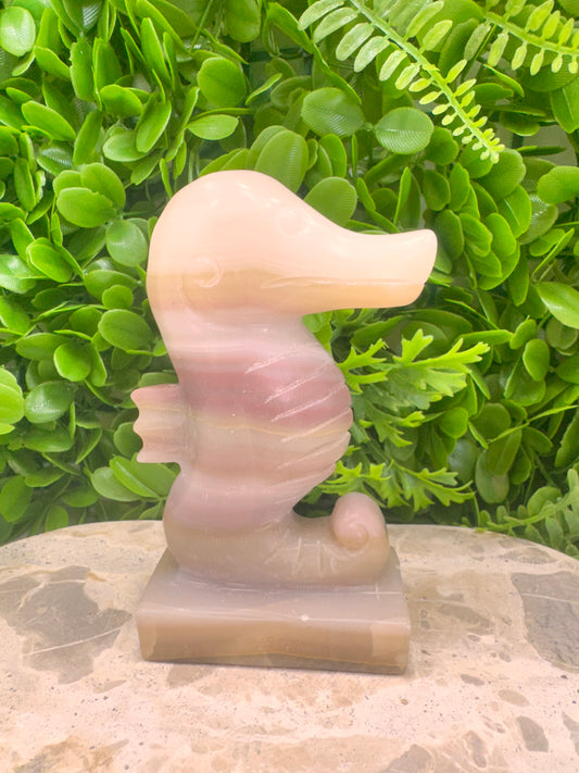 Pink Pistachio Seahorse 656g