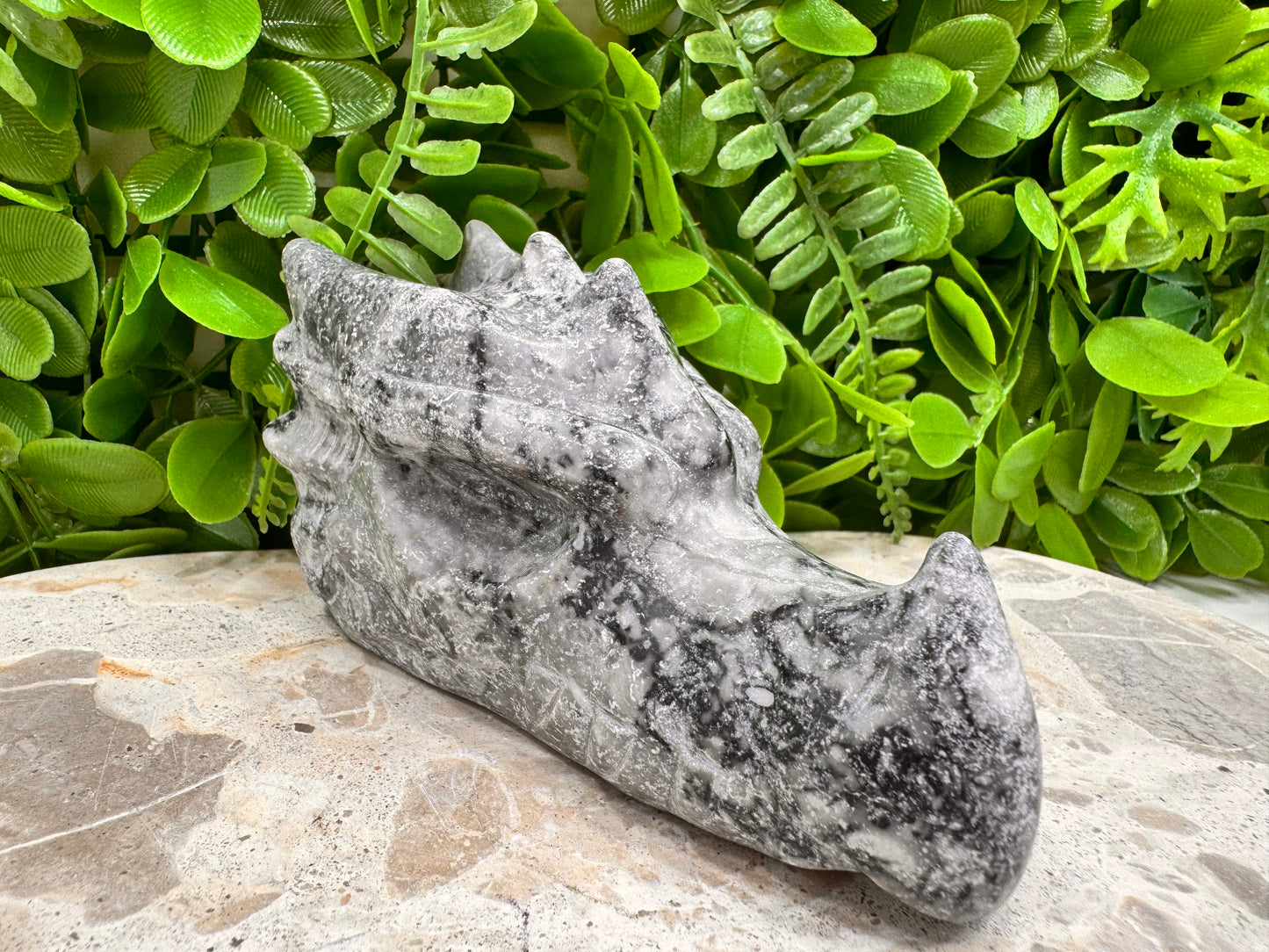 Fossil Dragons Skull 528g