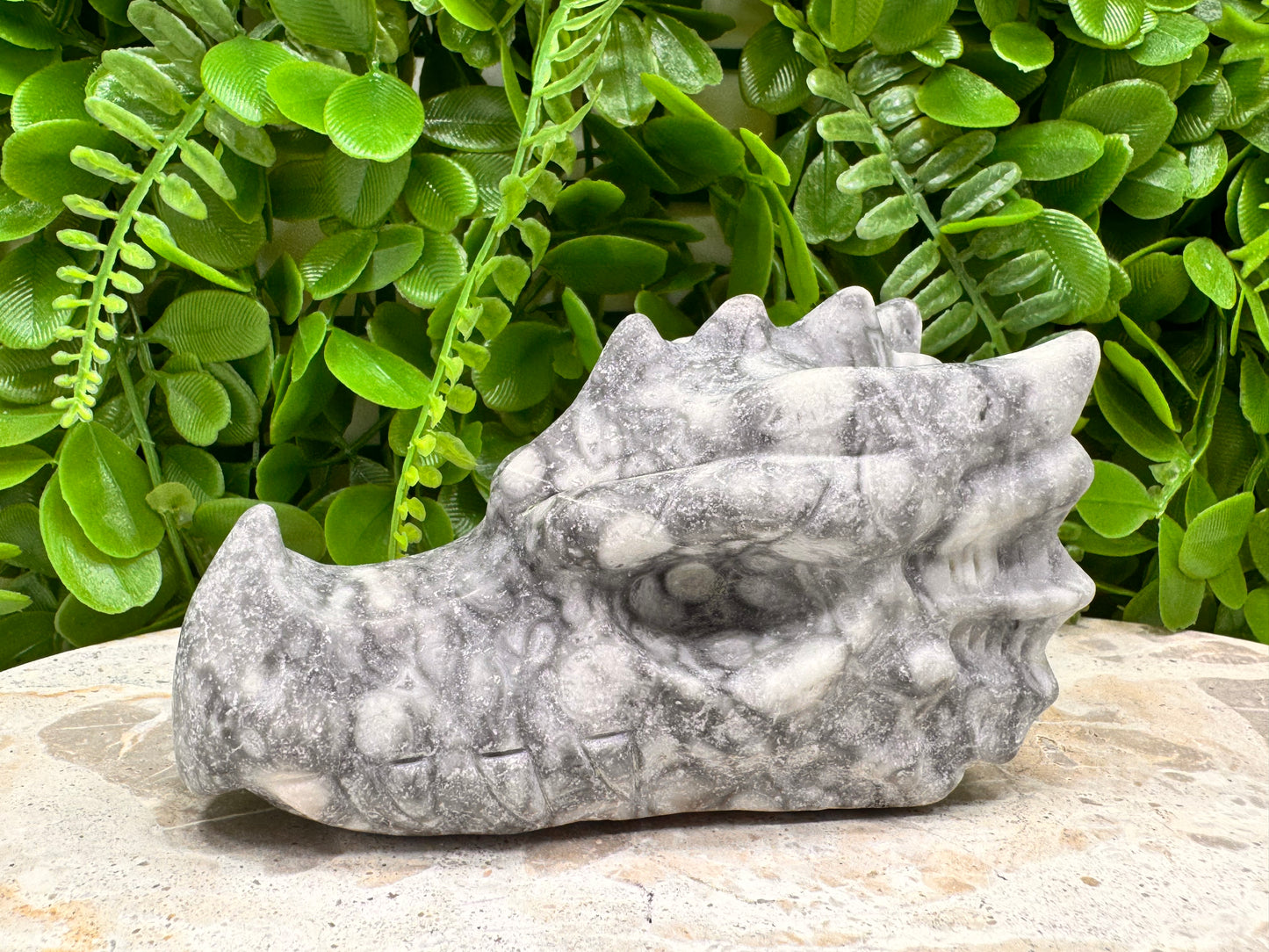 Fossil Dragon Skull 516g