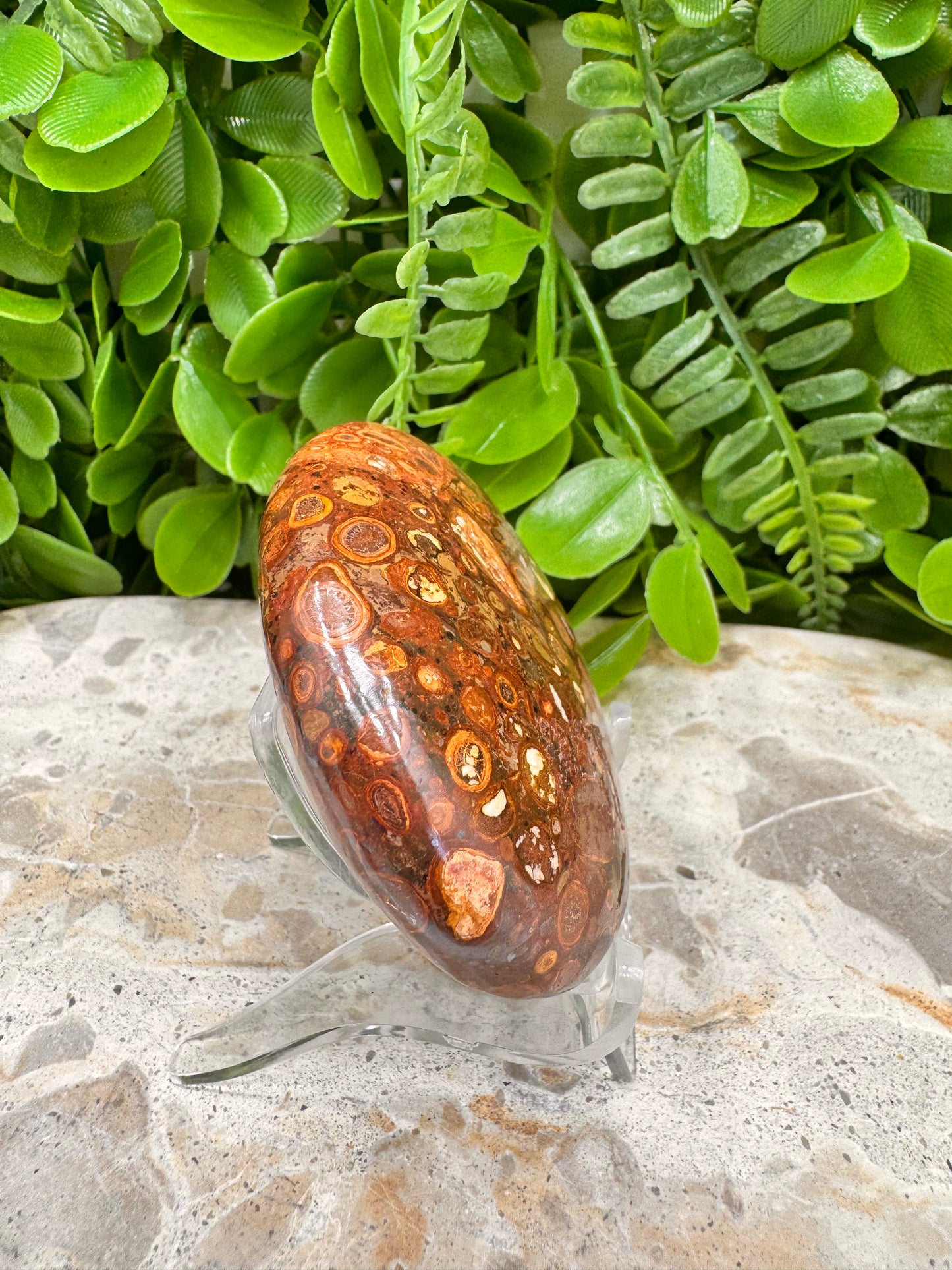 Coral Fossil Japser Palmstone 168g