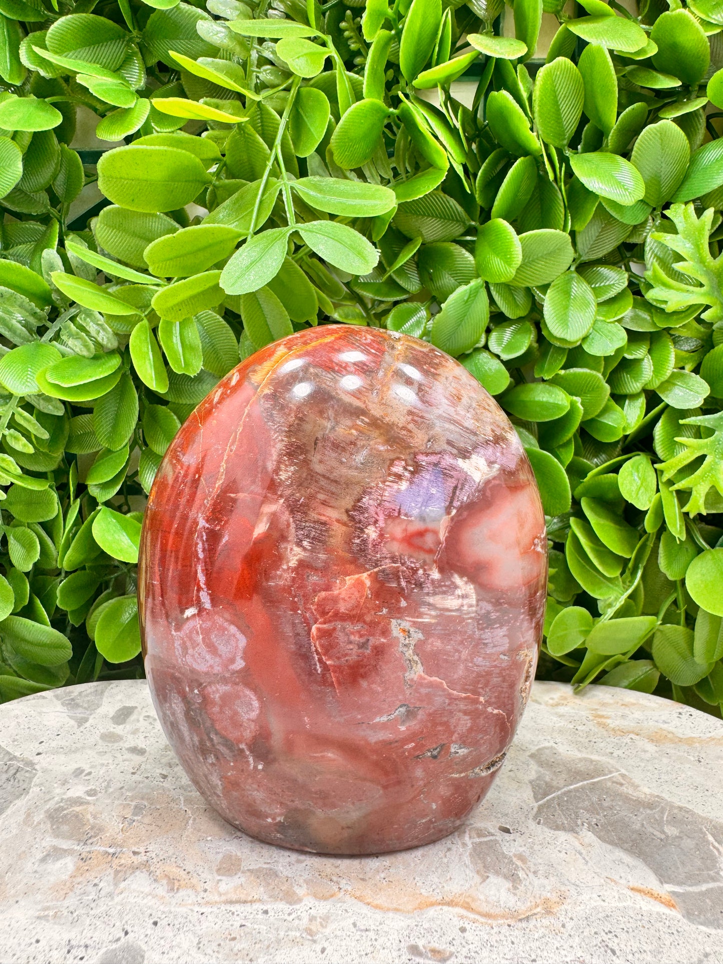 Petrified Wood Freeform 1028g
