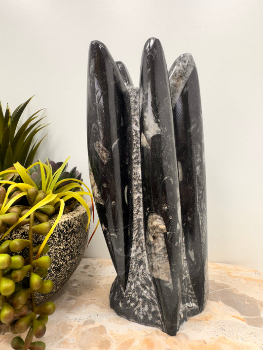 Orthoceras fossil Freeform 1524g