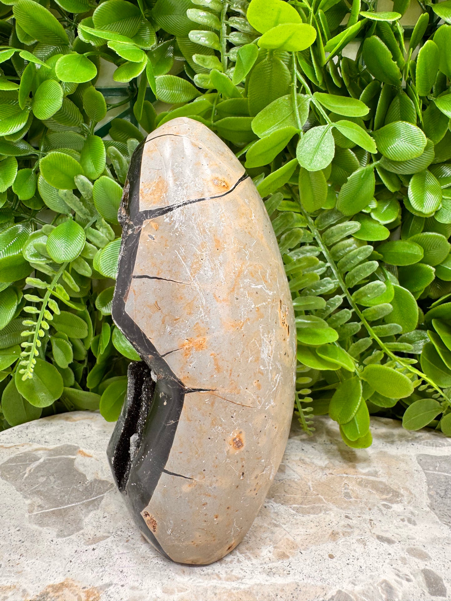 Septarian Freeform 1108g