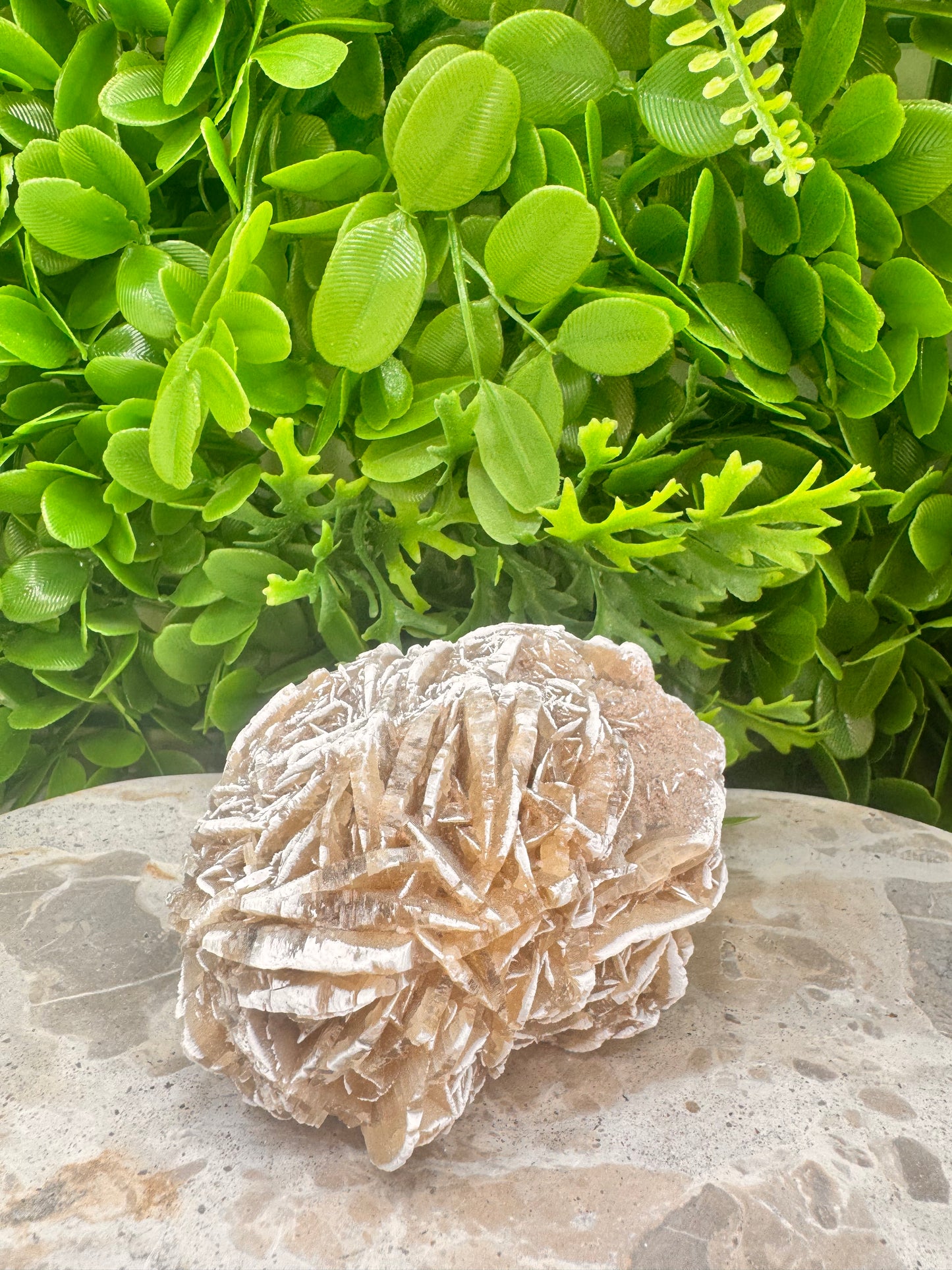 Desert Rose Selenite Cluster 504g