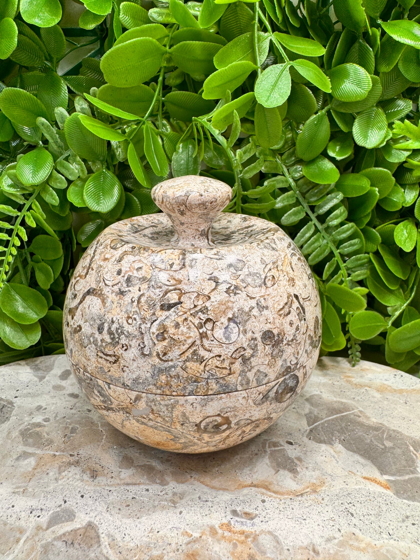 Coral Shell Apple Bowl with Lid 556g