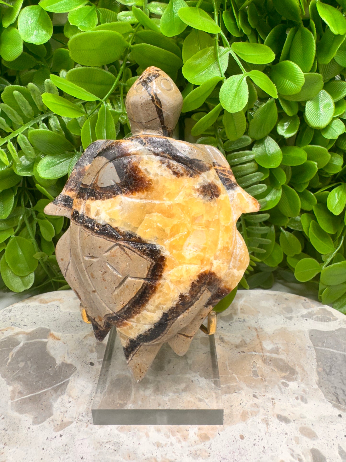 Septarian Turtle 418g