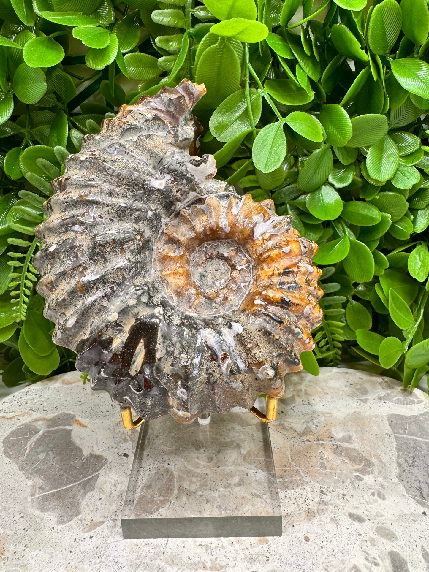 Ammonite Fossil 886g