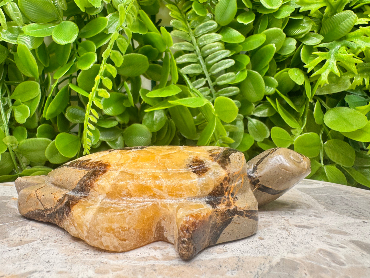 Septarian Turtle 418g