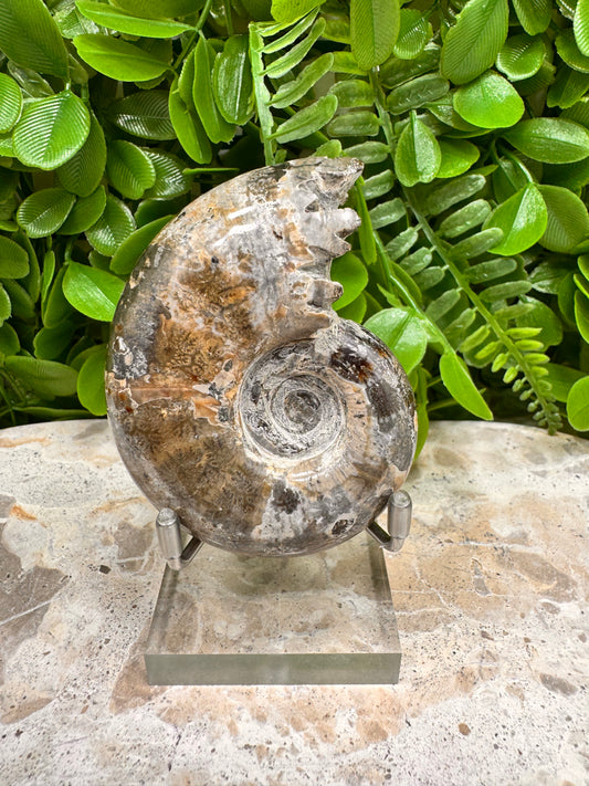Ammonite Fossil 152g