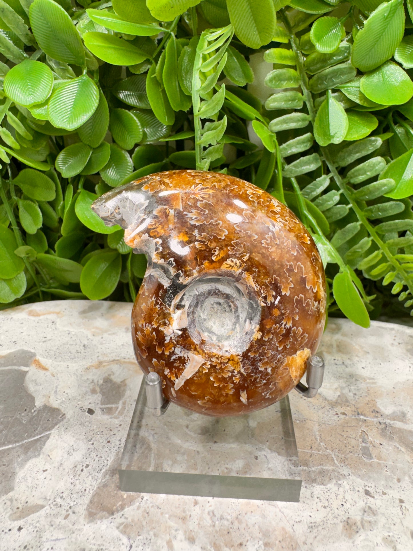 Ammonite Fossil 126g