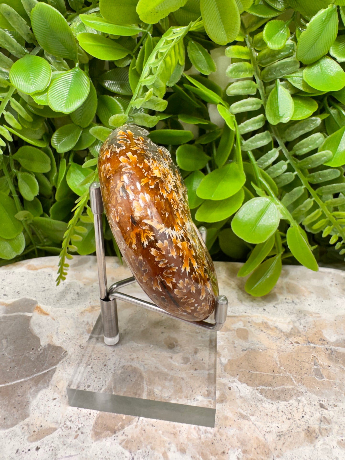 Ammonite Fossil 126g