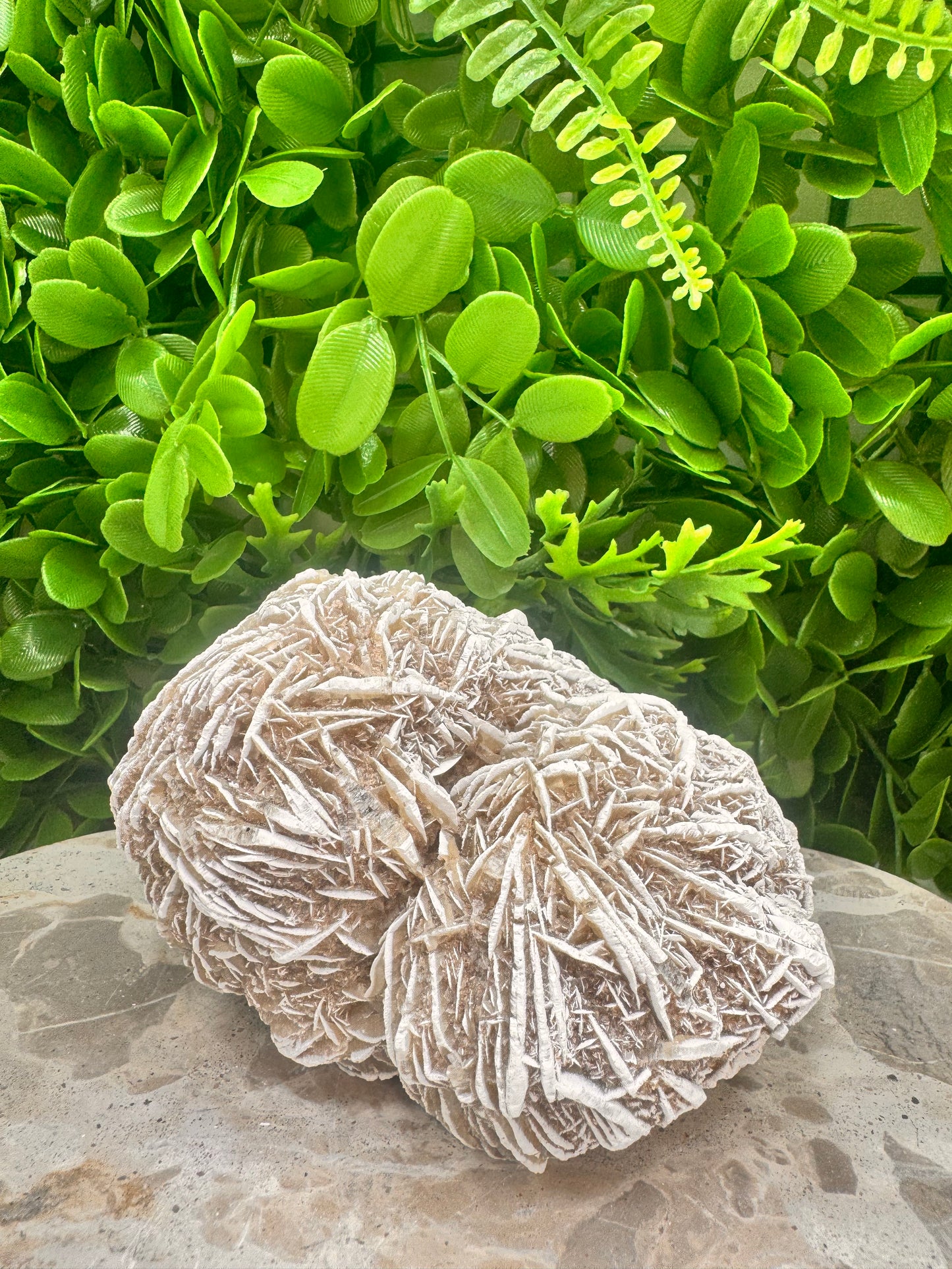 Desert Rose Selenite Cluster  1004g