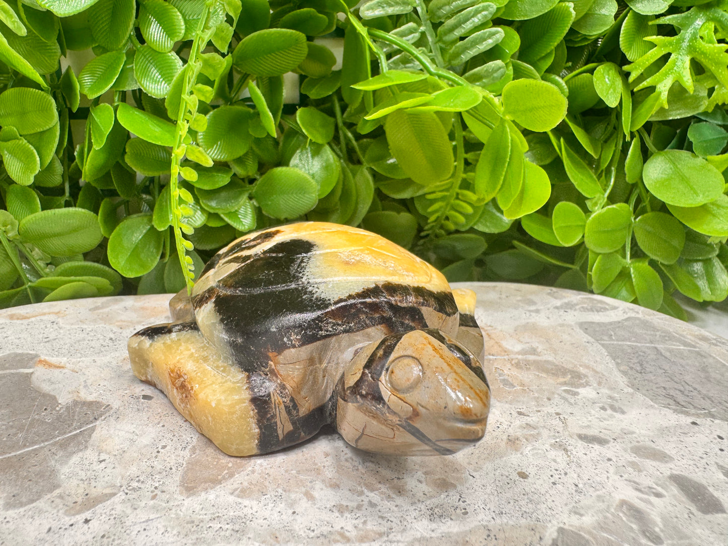 Septarian Turtle 442g