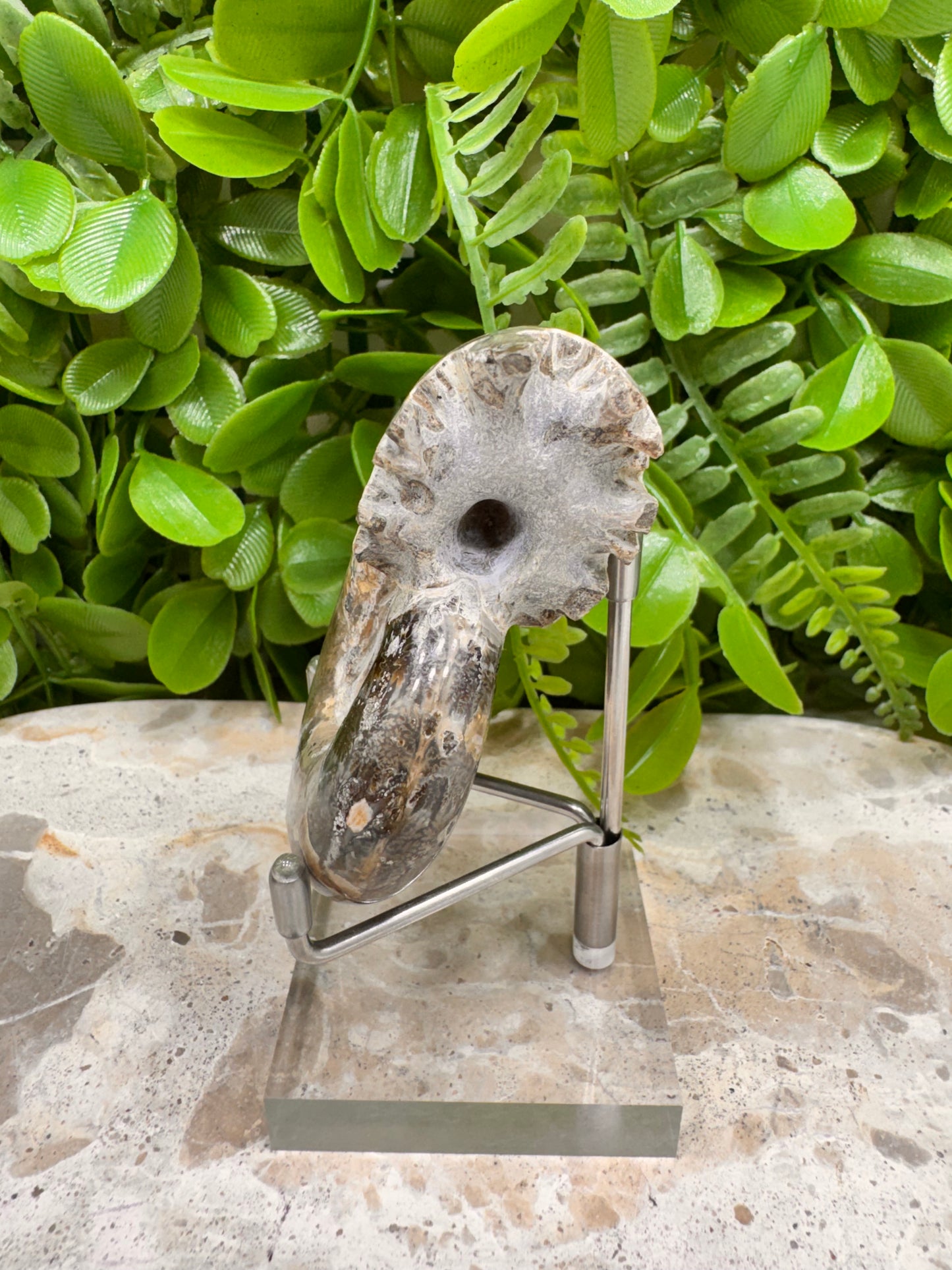 Ammonite Fossil 152g