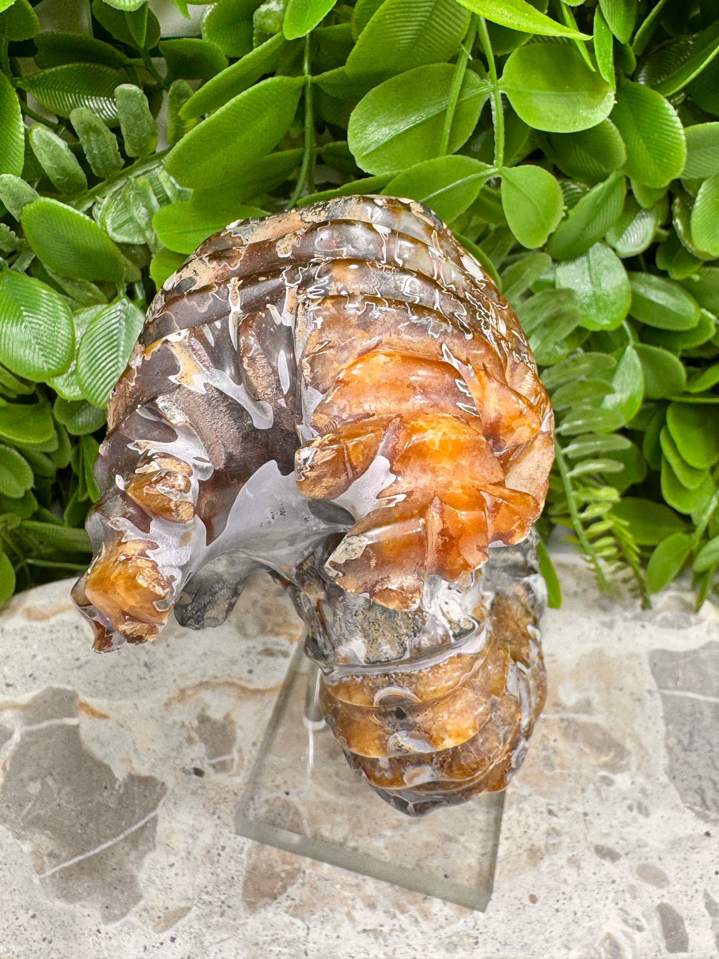 Ammonite Fossil 886g