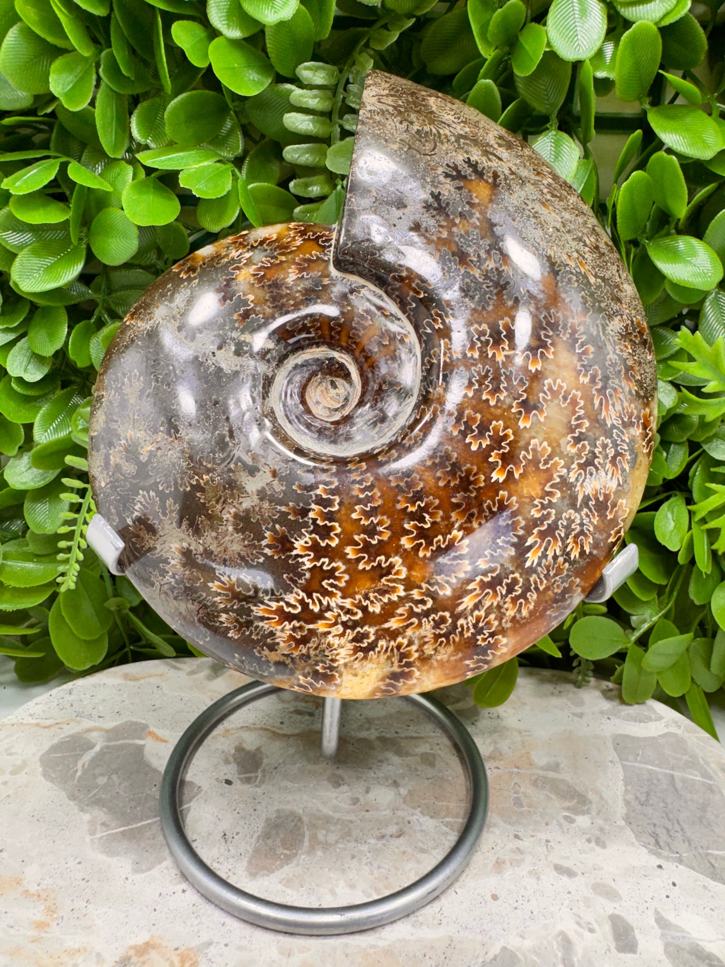 Ammonite 1266g