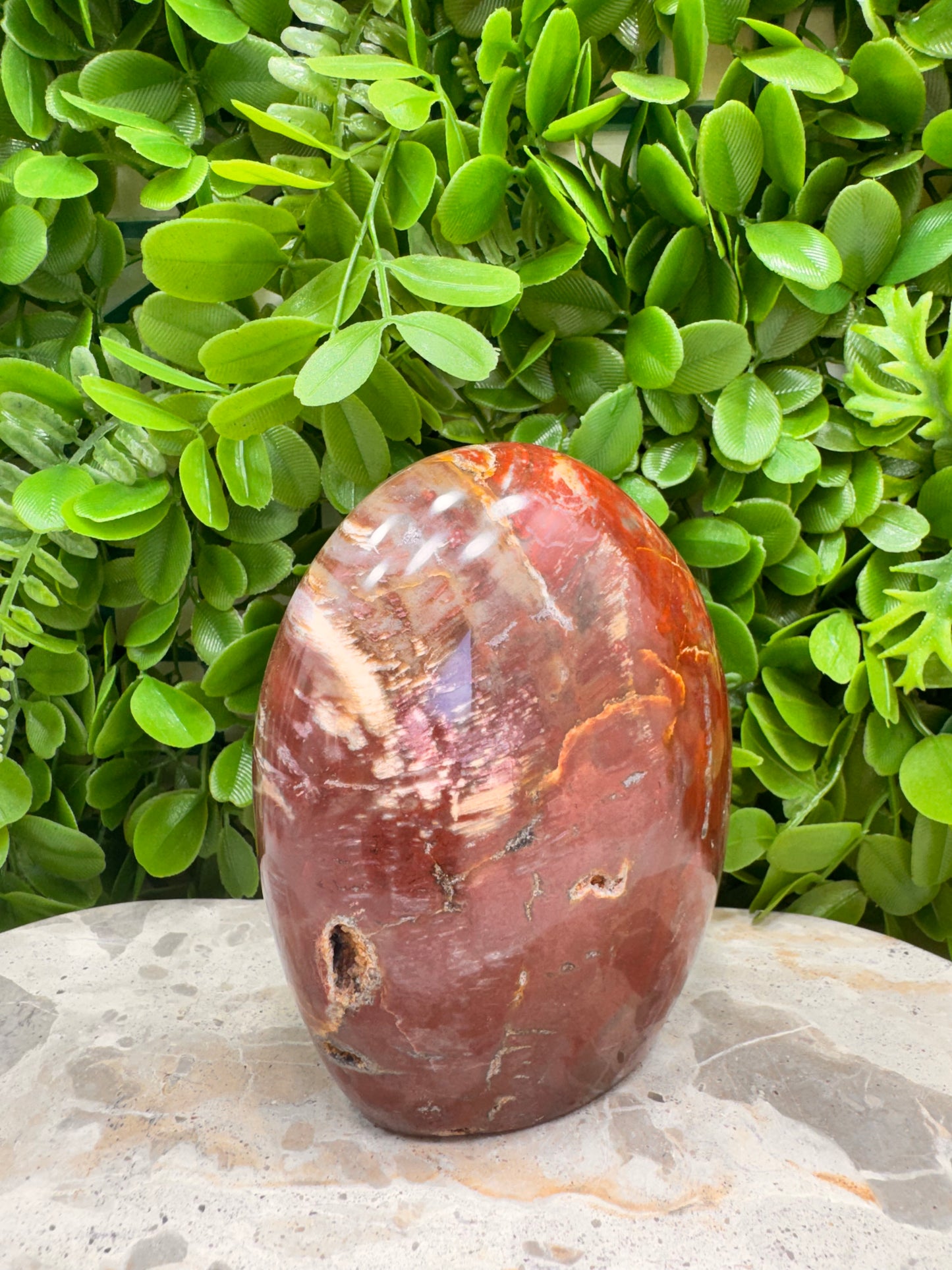 Petrified Wood Freeform 1028g