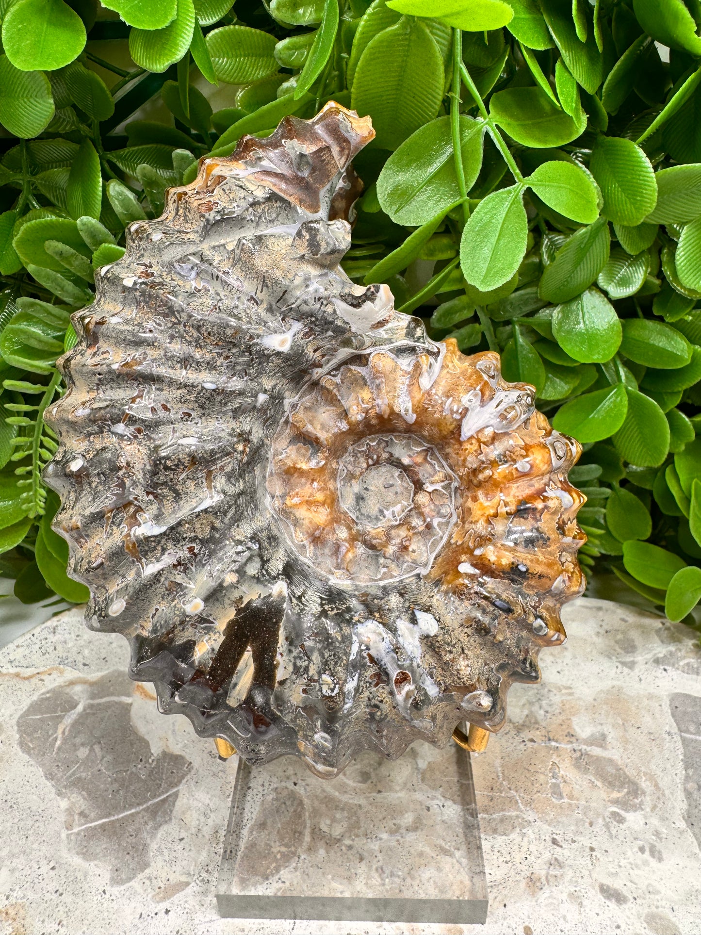 Ammonite Fossil 886g
