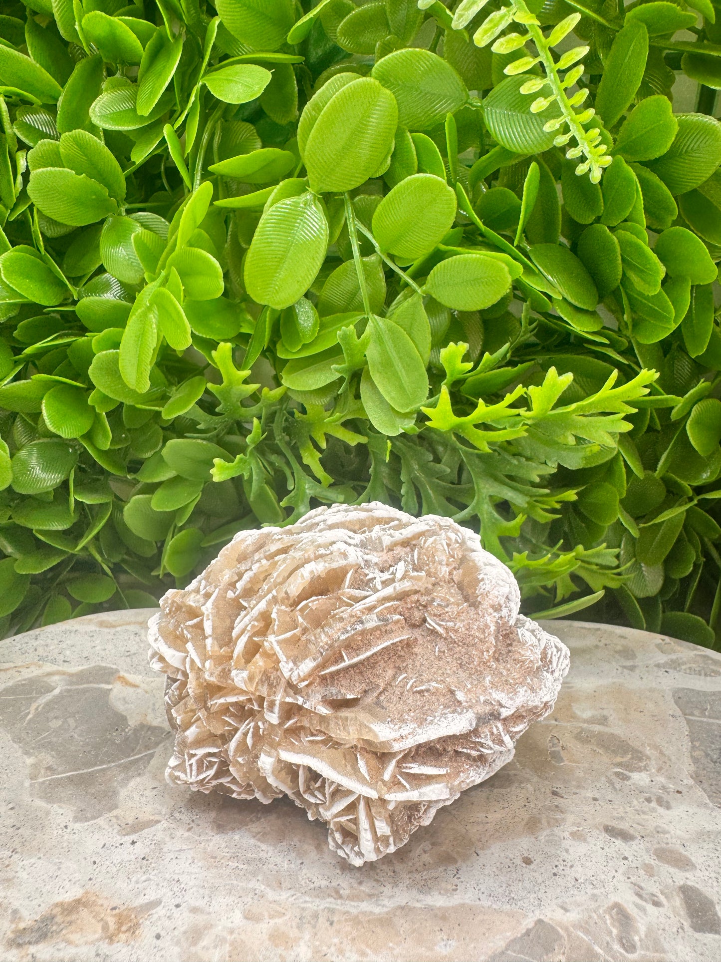 Desert Rose Selenite Cluster 504g