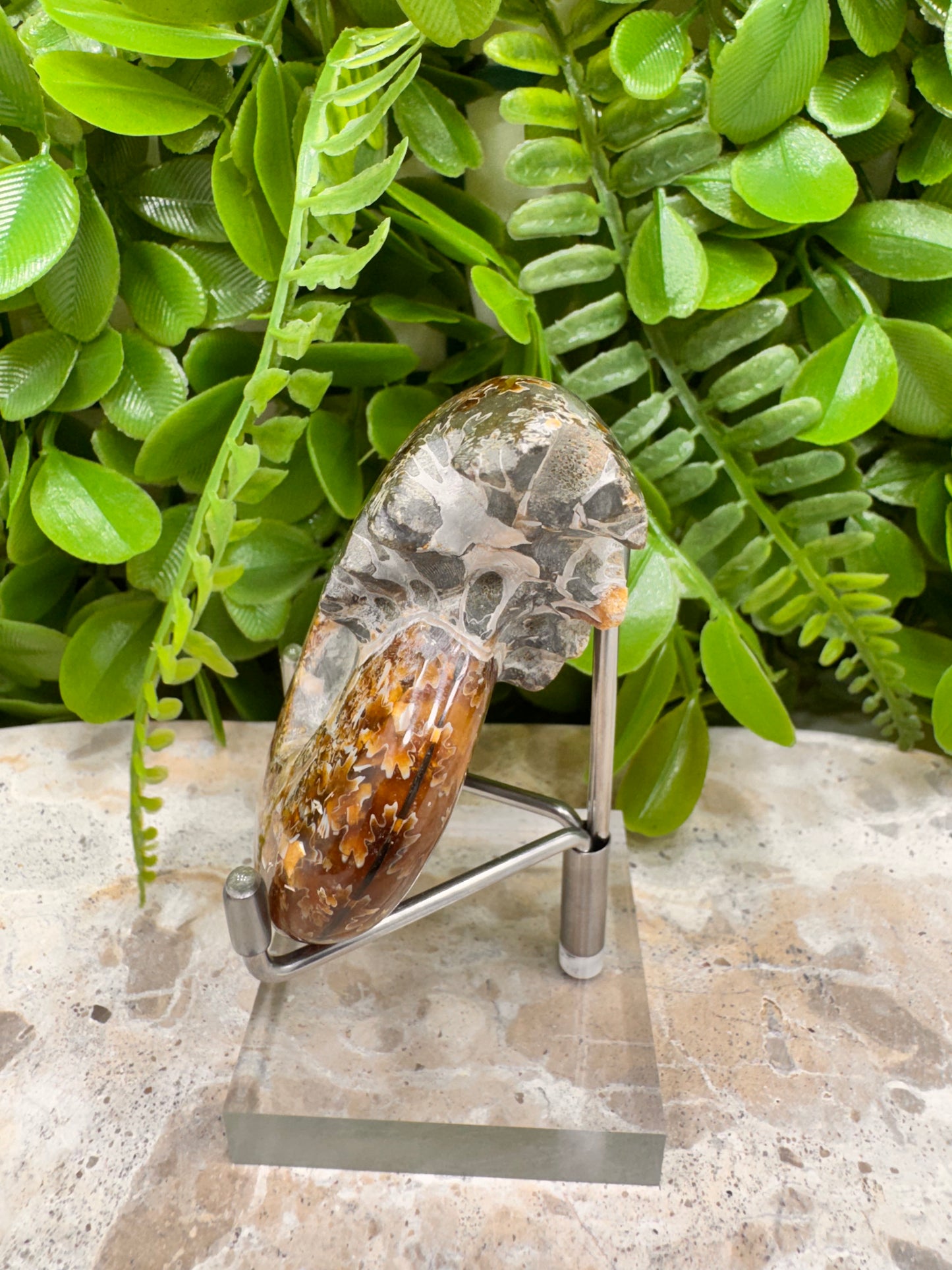 Ammonite Fossil 126g
