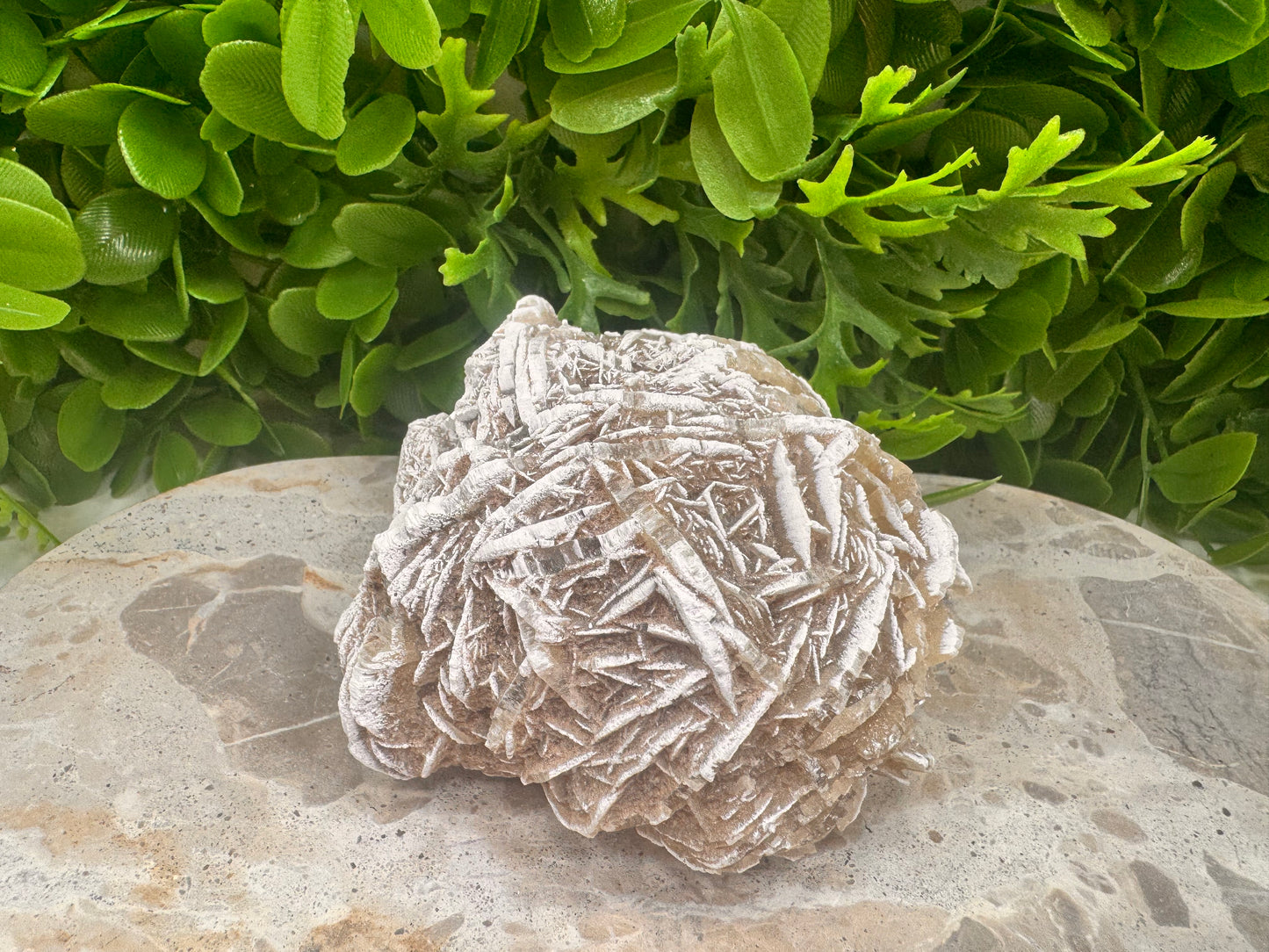 Desert Rose Selenite Cluster 504g