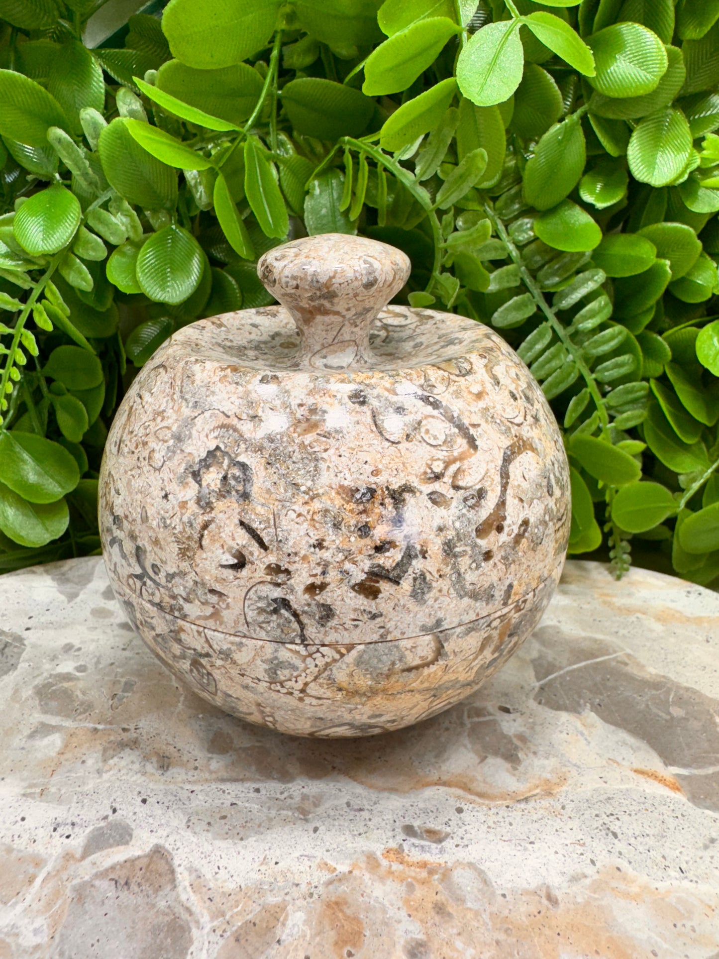 Coral Shell Apple Bowl with Lid 556g