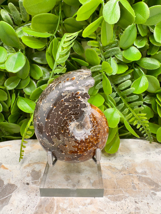 Ammonite Fossil 158g