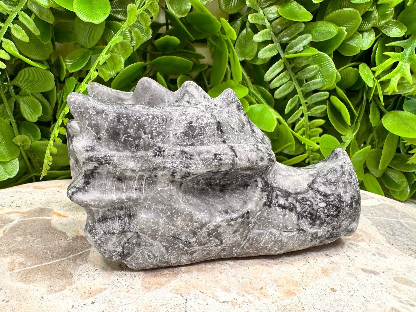 Fossil Dragons Skull 528g