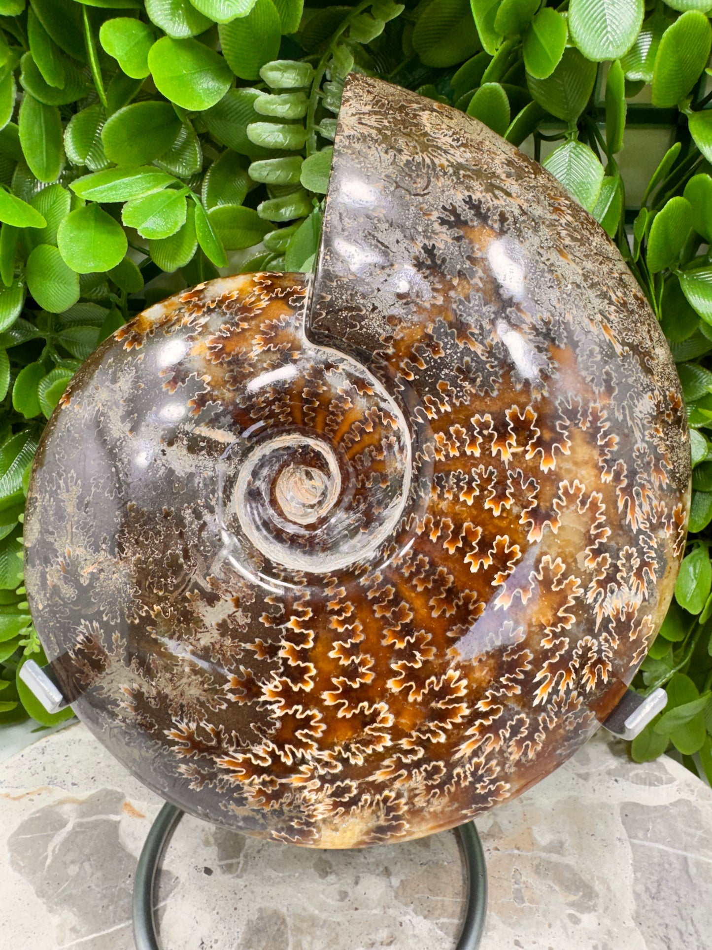 Ammonite 1266g