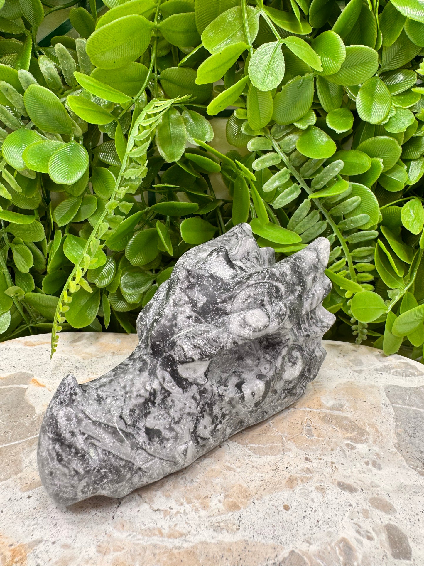 Fossil Dragons Skull 578g