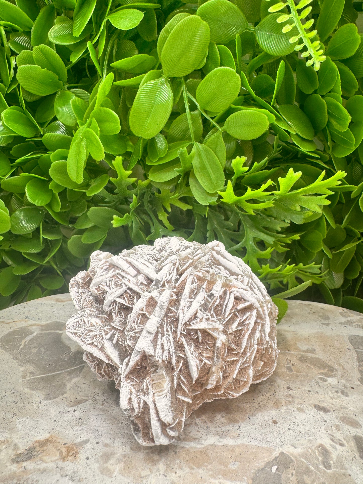 Desert Rose Selenite Cluster 504g