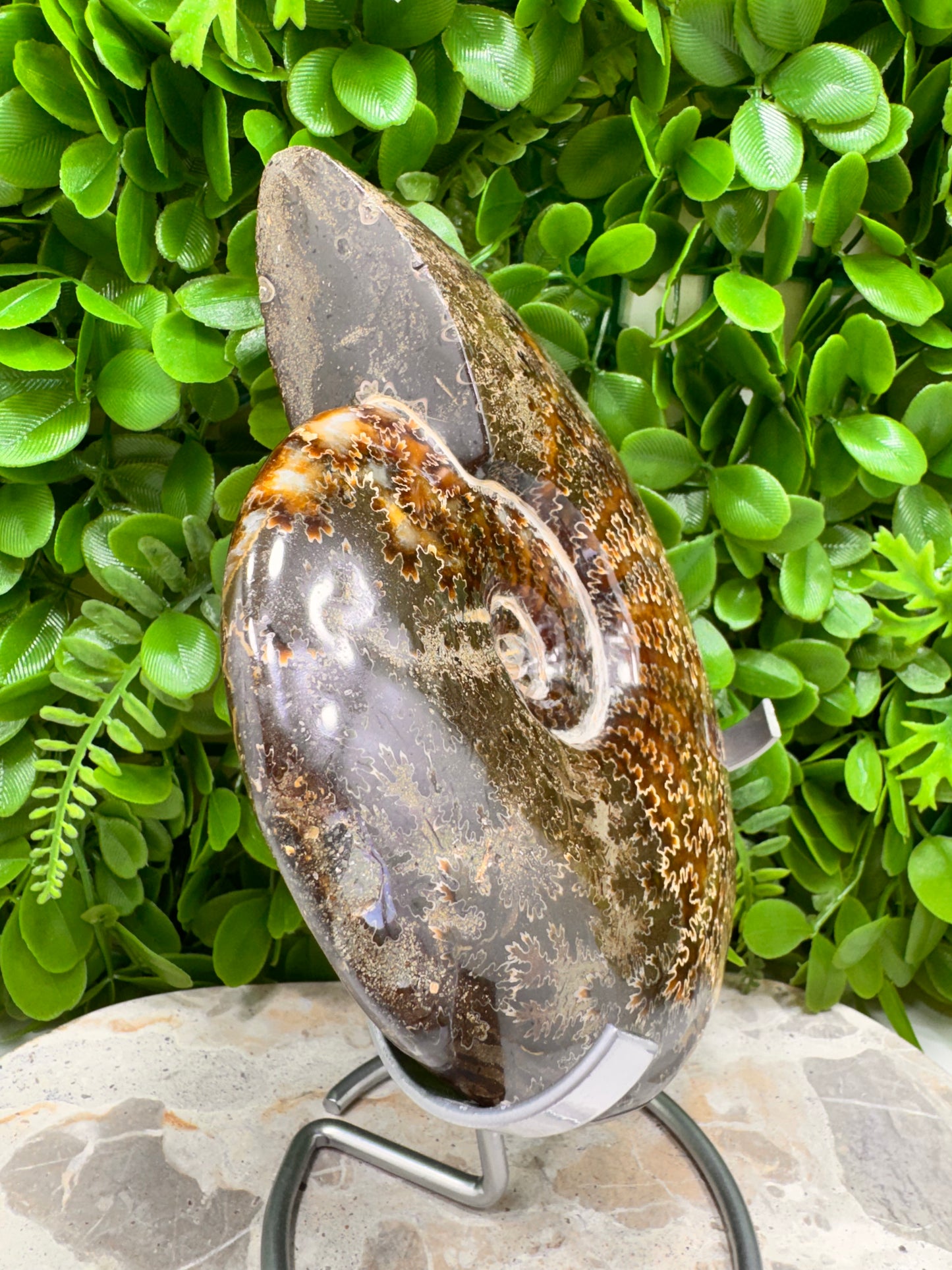 Ammonite 1266g