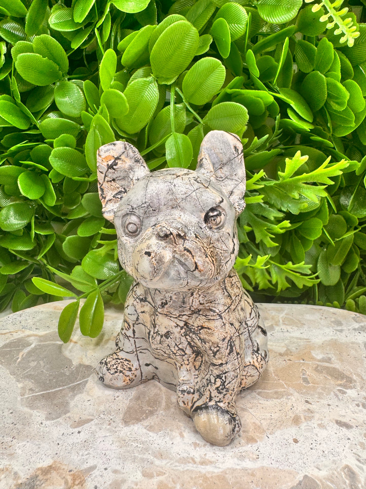 Picture Jasper French Bulldog 517g