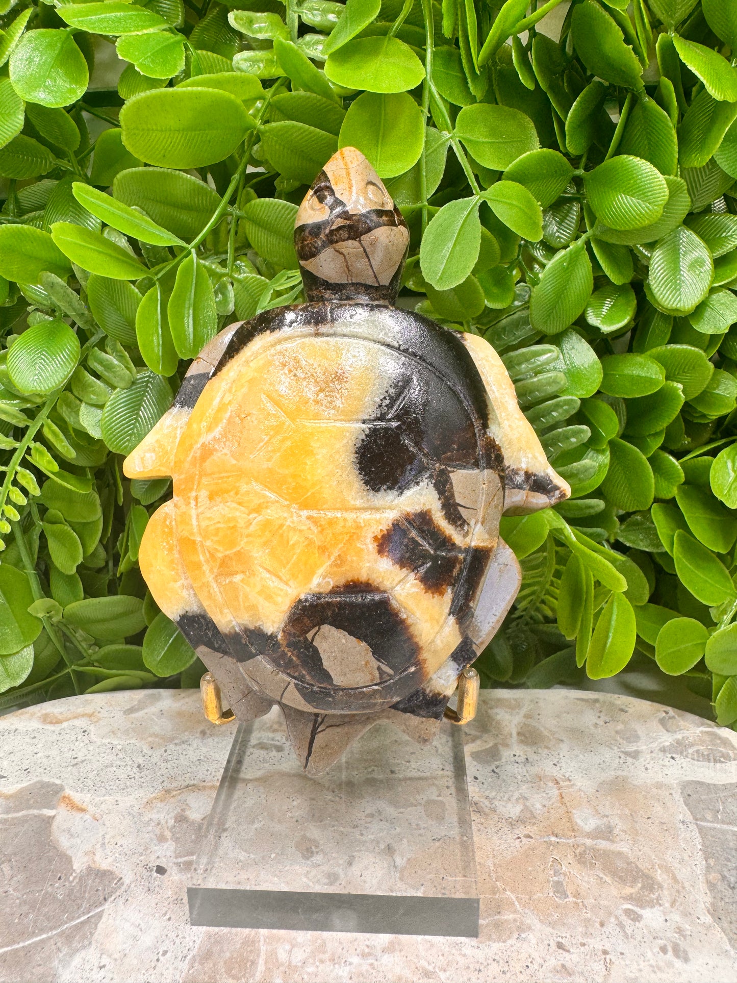 Septarian Turtle 442g