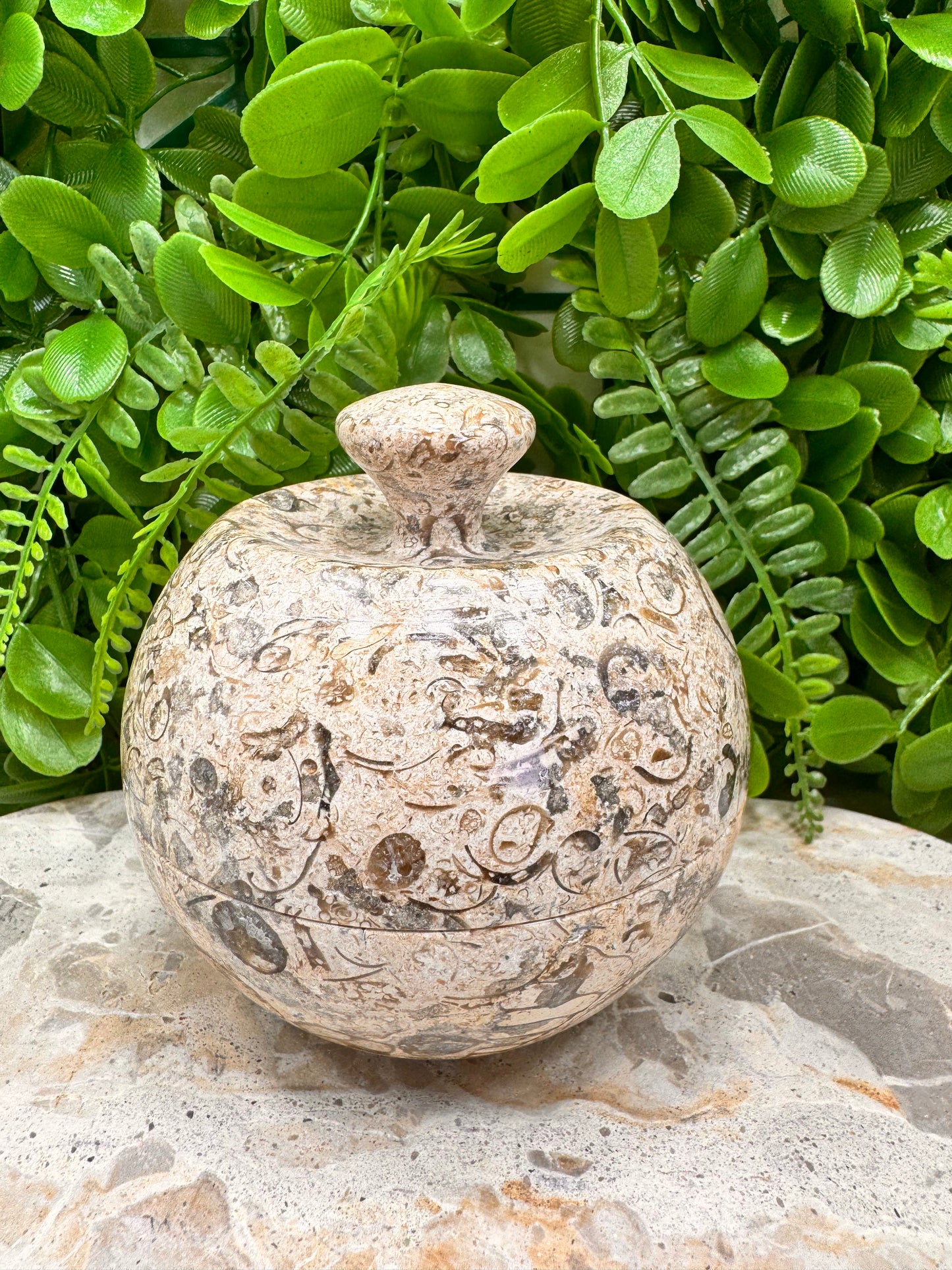 Coral Shell Apple Bowl with Lid 556g