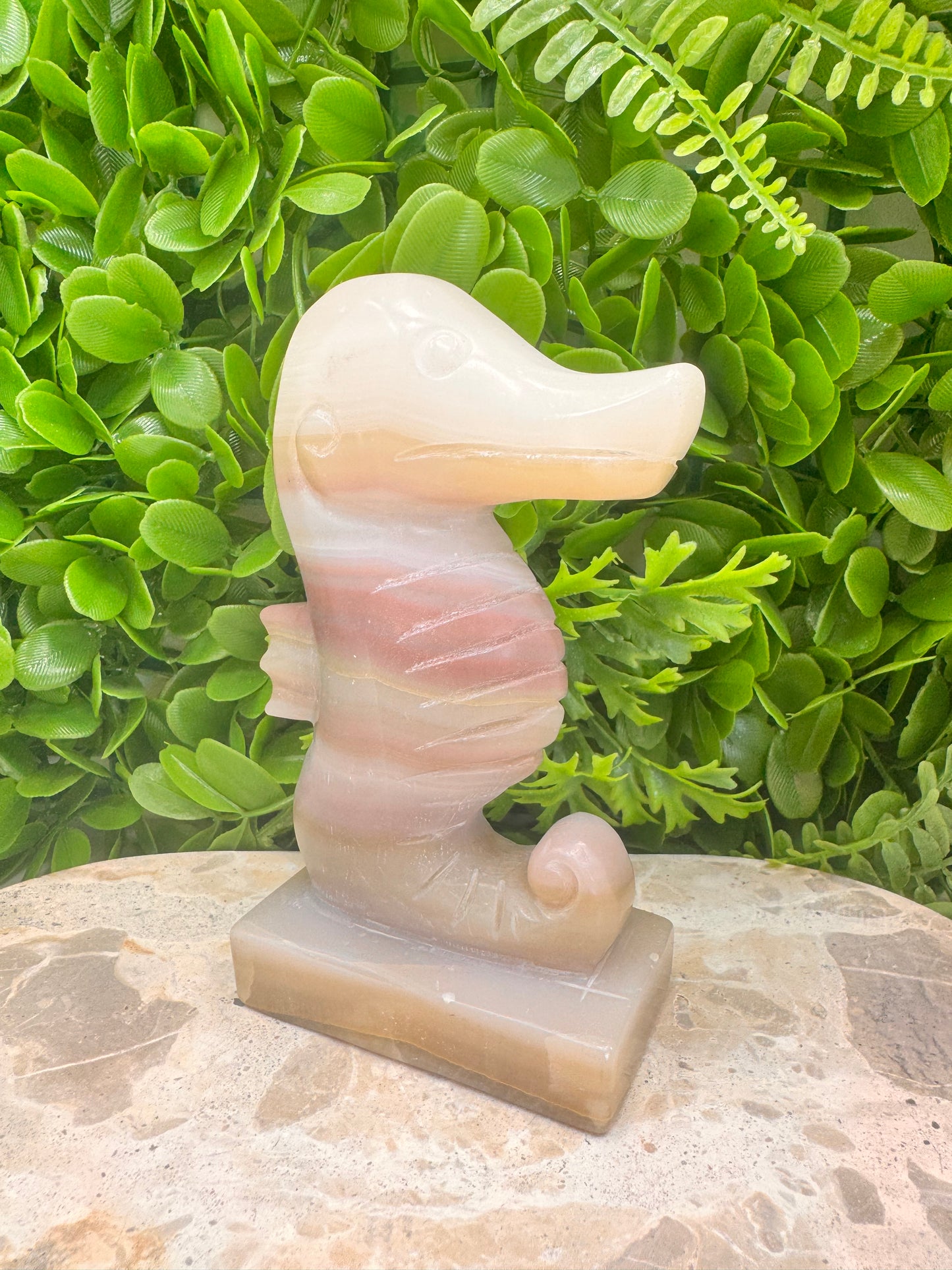Pink Pistachio Seahorse 656g