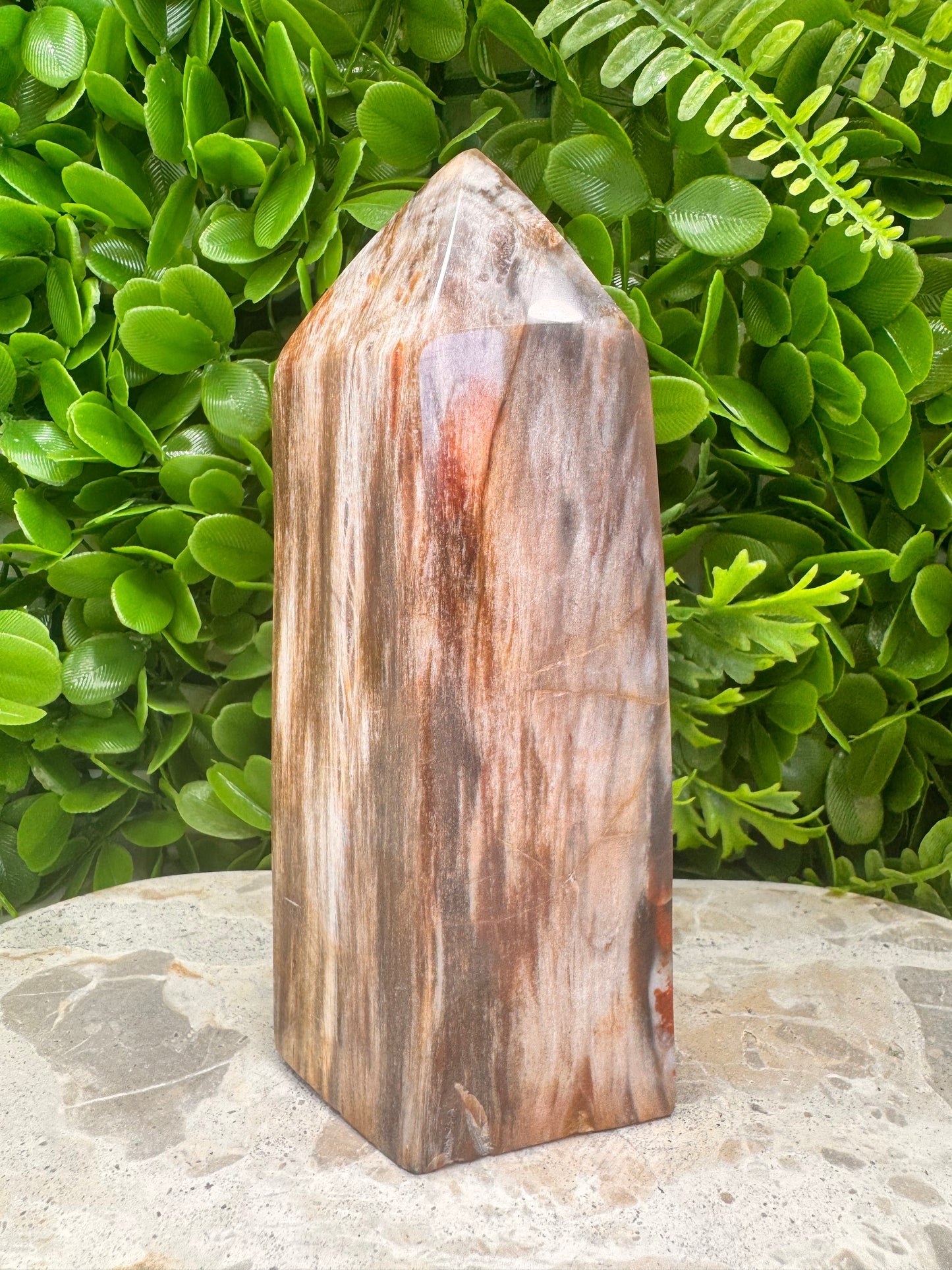 Petrified Wood Freeform 1074g