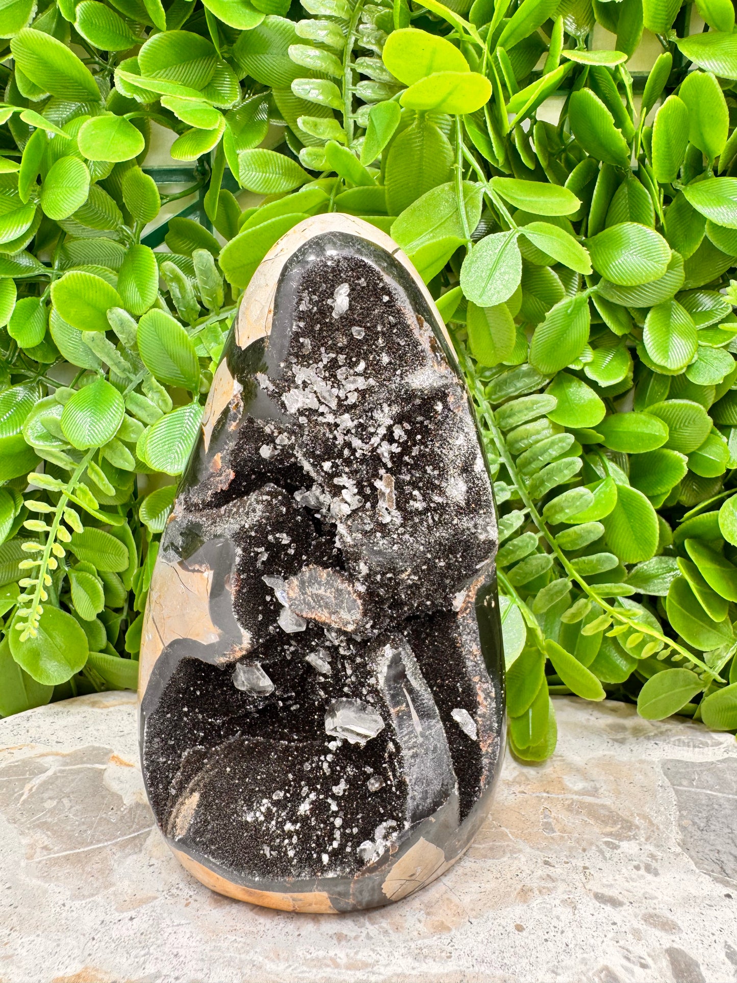 Septarian Freeform 1108g