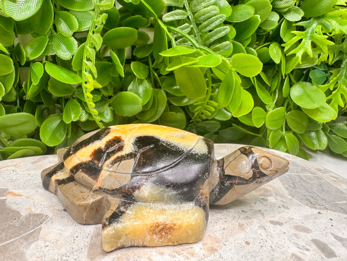 Septarian Turtle 442g